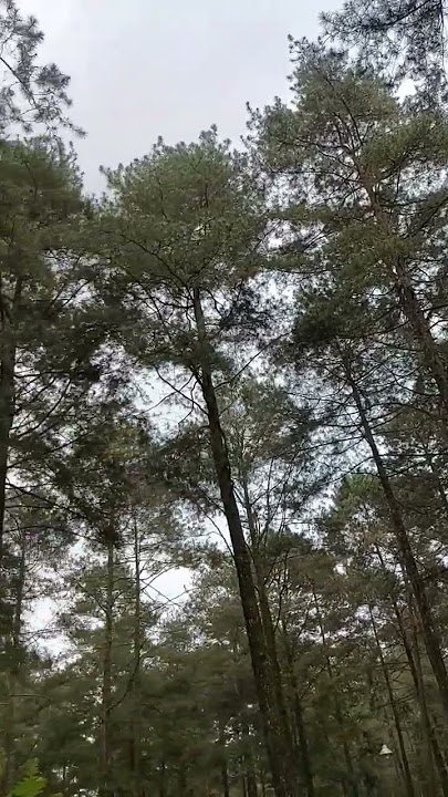 story wa 'suara alam hutan pinus #shorts #inshot