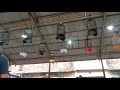 Duniakicau Masteranlovebird Suara Lovebird Ngekek Di Gantangan Nglatih Metal Lovebird Untuk Lomba Mp3 - Mp4 Download