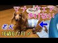 ＃19【老犬】マナーウェア。足腰弱った老犬には難しかった。