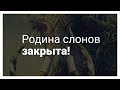 "Родина слонов" закрыта. Обращение Михаила Родина