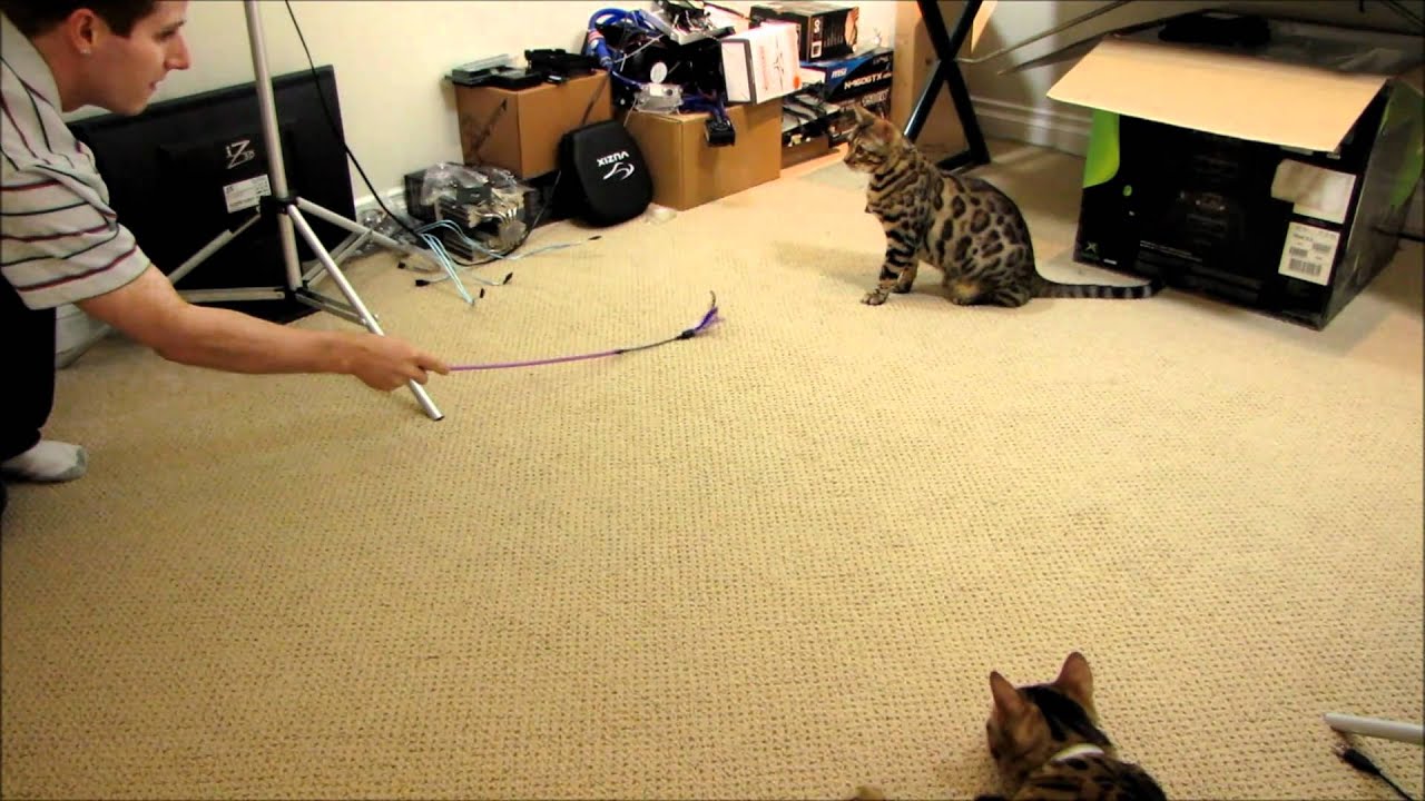 Speeding Fast Bengal Cats Racing After Their Teaser Rocket & Rumble Linus Cat Tips YouTube