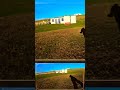 These Two Dogs Are Unstoppable #dogtraining #germanshepherd #staffies