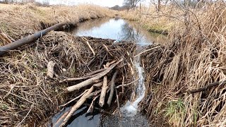 “THE ULTIMATE DAM FAIL” Beavers Left Scratching Their Heads !