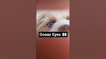 Instagram trend 😍 #shorts #shortsfeed #billieeilish #oceaneyes #trending #eyes #viral #instagram #yt