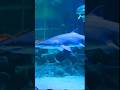 #klcc acquria malayalam video