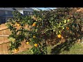 Growing And Harvesting Owari Satsumas In Zone 7b