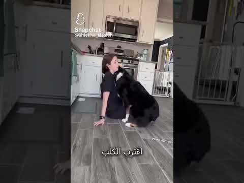 هذا الكلب الوفي انقذ صاحبته بأذن الله من نوبة صرع حس فيها واعطاها الدواء وجعلها ترتاح سبحان الله