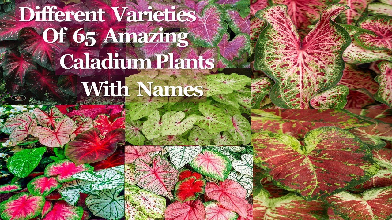 Caladium varieties with their names /Gabi Gabi Plant/caladium YouTube