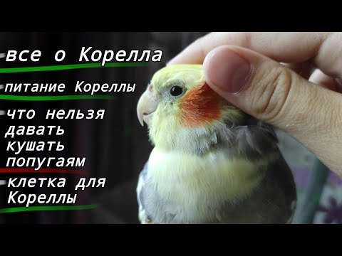 Может ли попугай выздороветь сам?