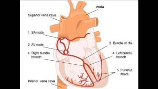 EMS Quick Study | Cardiac Electrical System