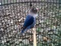 Gambar Burung Lovebird Mangsi