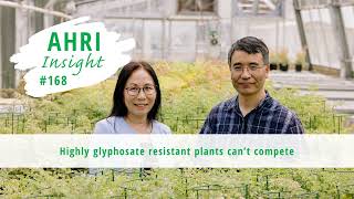 AHRI Insight 168 - Highly glyphosate resistant plants can’t compete