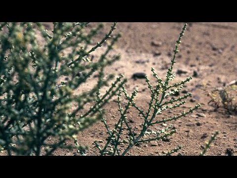 عشبة الرمث فوائد عشبة الرمث