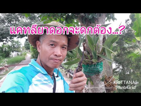 วีดีโอ: ดูแลกล้วยไม้แคทลียาอย่างไร?
