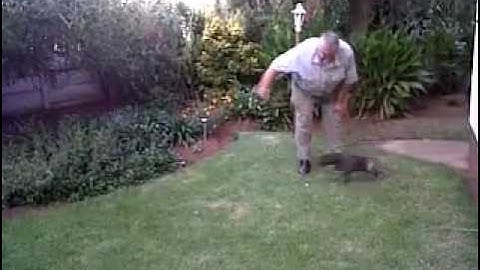 Gsp 8 weeks old a retrieving machine !