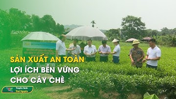 Sản xuất an toàn – Lợi ích bền vững cho cây chè | Thái Nguyên TV