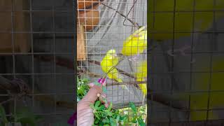 බලන්නකෝ එයාලගේ සතුට shortvideo bird lovebirds feeding subscribe viral nature