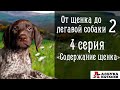 От щенка до легавой собаки -2 (4 серия) Содержание щенка - коротко о главном. Щенок курцхаара.