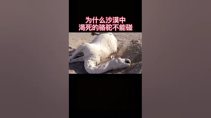 為什麼沙漠中渴死的駱駝不能碰 - 天天要聞