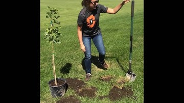 Tree tutorial: How to plant a Maple Tree