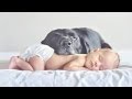 Chiens drôles - Meilleure Garde animaux pour bébés Compilation 2014