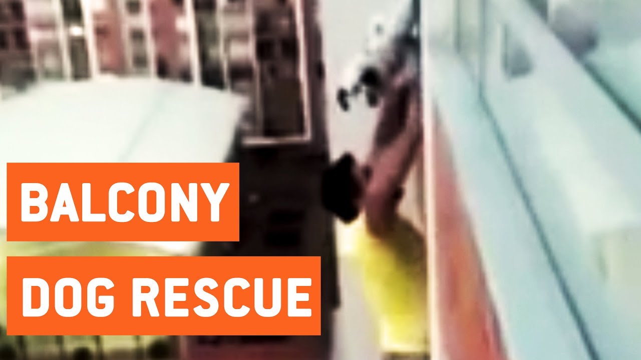crashes on air Man Rescues Dog Stuck on Balcony | Dog Rescue