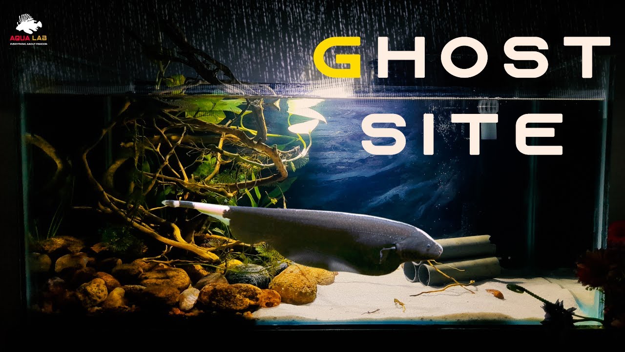 Black Ghost Knifefish Natural Tank Setup.( Simple And Quick)