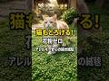 花粉アレルギーも安心!猫とクラピアの癒やし #Shorts