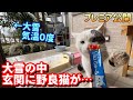 【大雪】獄寒の中お腹を空かせ凍える野良猫が玄関に…最高のおもてなしをしたらまさかのこうなりました!