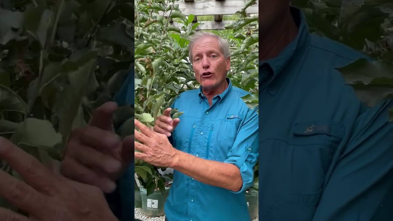 🍎Learn from Professor PlantRight how to select the best apple trees🍏