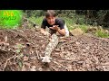Gaboon viper  puff adder in africa