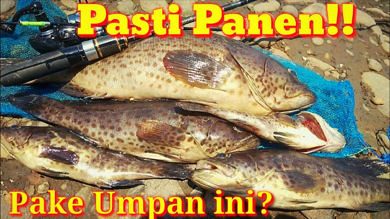 Cara Mancing Ikan Kerapu