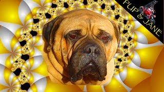 Bullmastiff Jack Best Dog Tricks #2 Fun with Pup and Jane