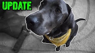 Charcoal Lab UPDATE (Dog Trick Update)