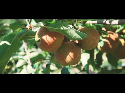 ვიდეო: რამდენიმე სახეობის ჟოლო, მოცხარი და ვაშლის ხე დიდი ხილით