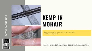 Kemp Fibers in MOHAIR | Angora Goat Fleece Evaluation with Sharon Chestnutt