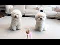 My Puppies React to Cat Toy! (Very Funny..)