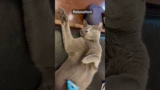 [Russian Blue] The cat that continues to sleep even when his abdomen is stroked | Kotetsu cat