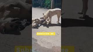 stray dogs enjoying #straypet #cute dog 😍🤩😎