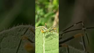 SALTAMONTES VERDE TIPO ARAÑA - AMAZONÍA.