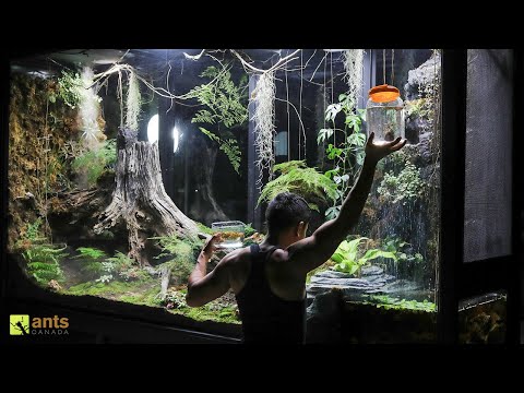 An Ant War Broke Out After Adding Water Beasts into My Giant Rainforest Vivarium