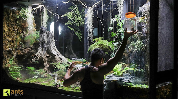 An Ant War Broke Out After Adding Water Beasts into My Giant Rainforest Vivarium