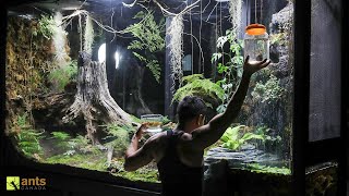 An Ant War Broke Out After Adding Water Beasts into My Giant Rainforest Vivarium | S1 Ep. 8