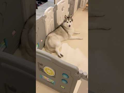 すっきりしてたシベリアンハスキー #shorts