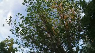 Tree Top And Sky Camera Dolly. The Camera Turns Arround