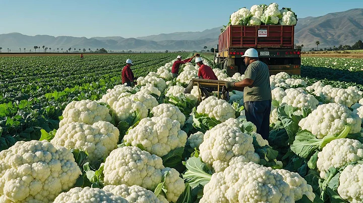 17 Most Amazing Fruit and Vegetable Harvests by Farmers - Harvesting Technology #2 thumbnail