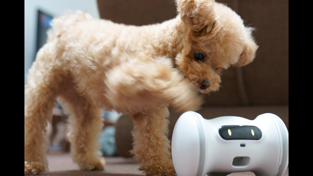 猛暑や長雨 犬の散歩が難しい 本能を刺激しながら飼い主も楽しめるおうち遊び レスポンス Response Jp