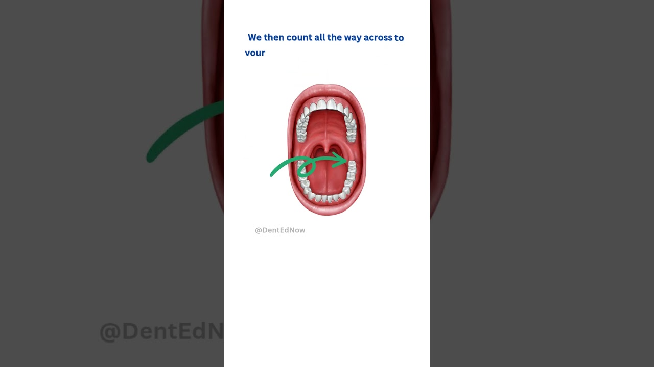 HAVE YOU EVER WONDERED- How dentists actually number your teeth? 