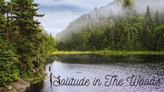 Solitude in The Woods - Denis Sanacore Resimi