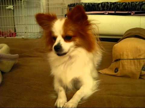 20111104　毎朝の光景　あうっ♪な のんちゃん.wmv